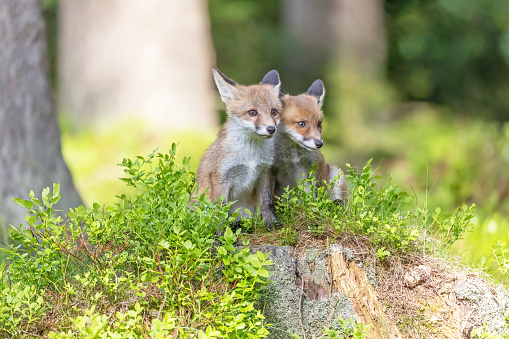 Pair of cute fox cubs is posing in the forest. Horizontally.