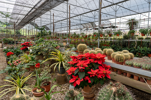 Flower greenhouse nursery with varieties of house plants