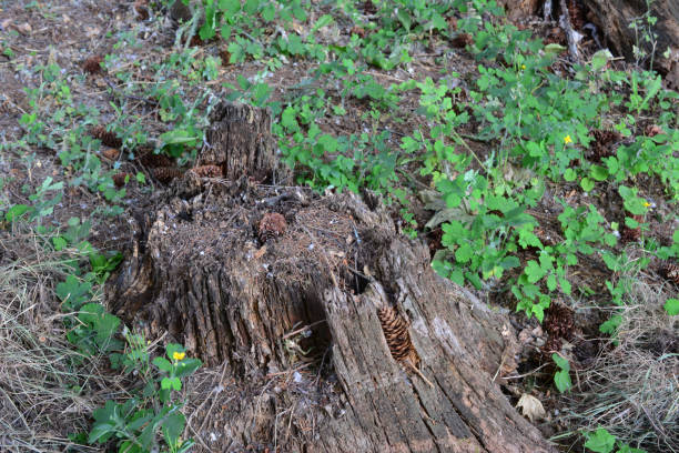 istock old tree stump in the forest with pine cones and green grass 1502463977