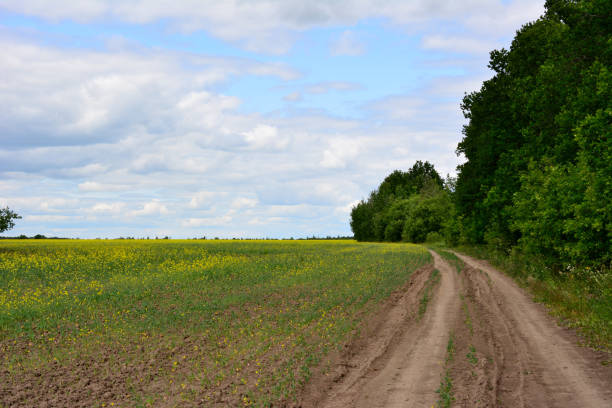 istock country road going along the forest and field with cloudscape on background, copy space 1502463980