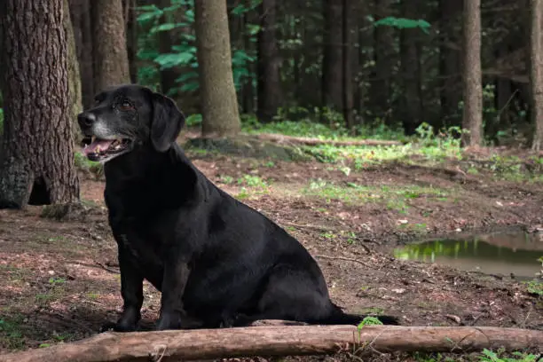 Photo of little dog in the woods