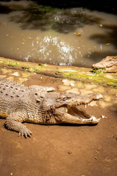 istock Estuarine Crocodile in Indonesia's Zoo 1502464685
