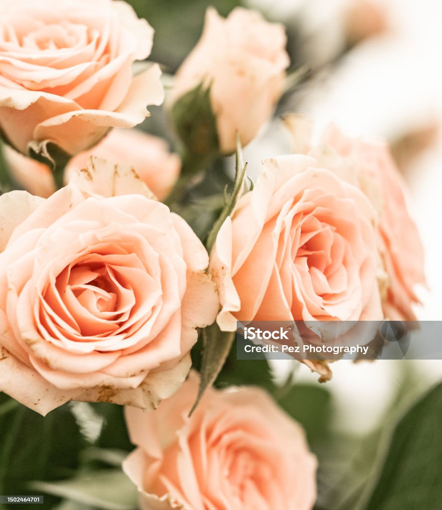 A Lattice Weave Of Imperfectly Perfect Pink Roses Stock Photo.