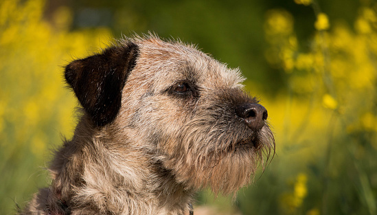 beautiful head portrait of a small border terrier in a yellow rape seed field