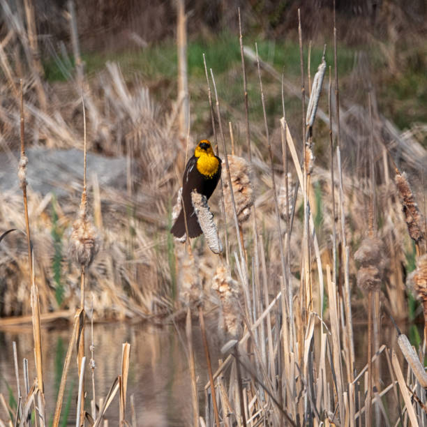 istock Male Yellow headed blackbird 1502473023