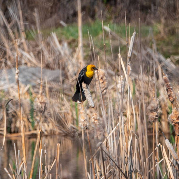 istock Male Yellow headed blackbird 1502473024