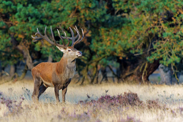 istock Red deer stag in the rutting season 1502473637