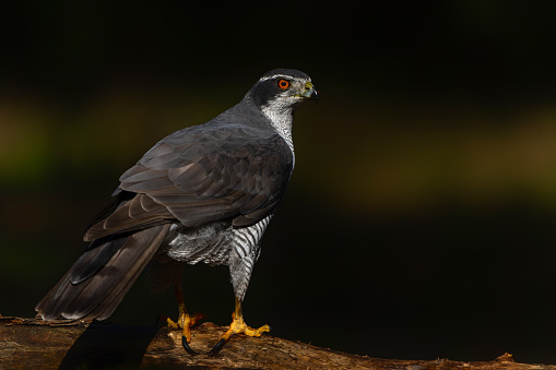 Northern goshawk (accipiter gentilis) searching for food in the forest of Noord Brabant in the Netherlands with a black background