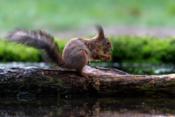 istock Eurasian red squirrel in the forest 1502475383