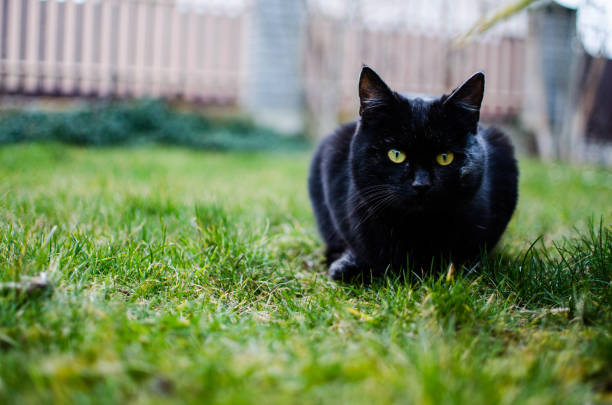 istock Funny little cat walking outdoors 1502476587
