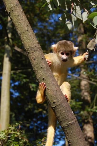 istock Monkey perched atop a tree branch in a lush, green forest. 1502477169