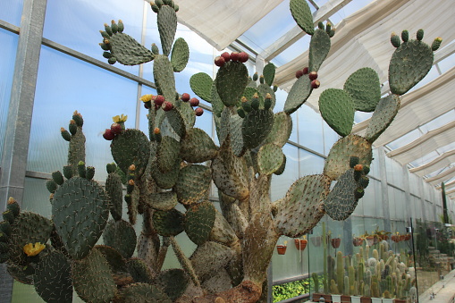 Flowering opuntia cactus in the botanical gardens in Balchik in Bulgaria