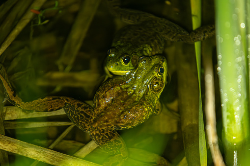 Two American bullfrogs in a small pond at night.