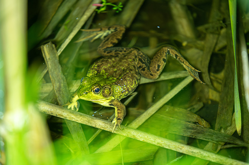 An American bullfrog in a small pond at night.