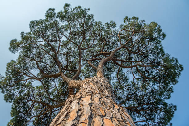 istock Stone pine tree from down in Rome. Italy. Pinus Pinea 1502480546
