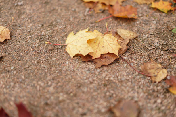 fallen autumn leaves in town park on ground, cloudy morning