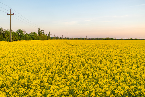 Rapeseed field, Carpathian Mountains. Spring yellow rape field landscape in Brasov, Romania.