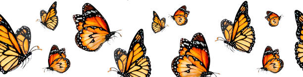 istock Watercolour drawn seamless border from beautiful orange-brown butterflies of different sizes on white background. Drawing for logo, stickers, invitation, prints 1502494821