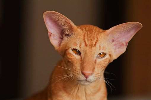 Ориентальный короткошерстный кот  окраса красный мрамор