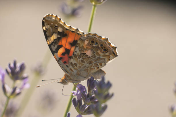 malowana pani serenity: vanessa cardui z wdziękiem spoczywa na lawendzie - blütenpracht zdjęcia i obrazy z banku zdjęć