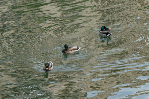 Duck on the Dambovita river.Bucharest. Romania.