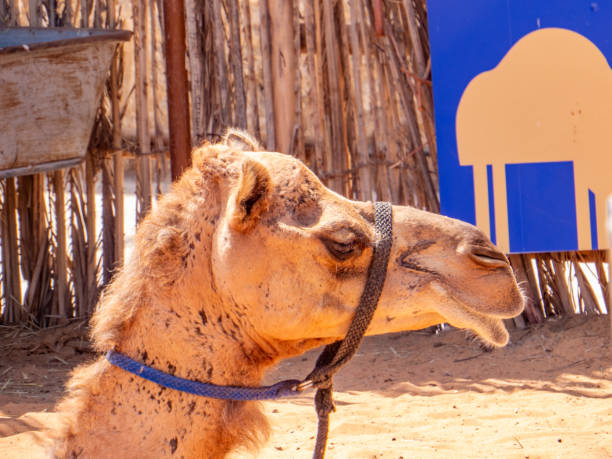 kamel vor der dubai marina. vereinigte arabische emirate. - dubai united arab emirates traditional culture camel stock-fotos und bilder