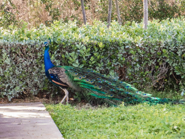 istock Dubai. A peacock living in a forest natural park. 1502498249