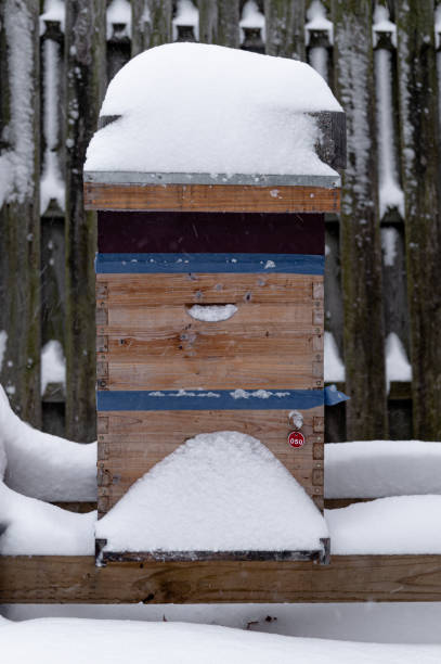 istock Two Deep Bee Hive Covered in Snow in Winter 1502498264
