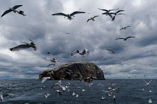 Gannets and Herring Gulls off Bass Rock Island