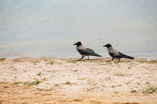 A pair of black crows walks along the sandy beach - a period of mating and breeding