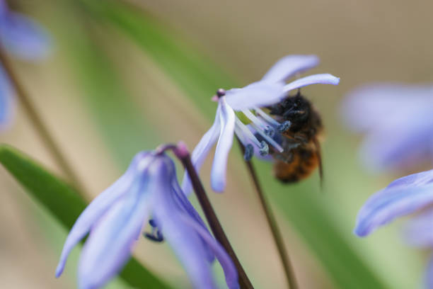 istock blue snowdrops in sunny spring day with bee 1502508887