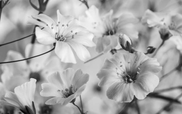 priorità bassa in bianco e nero del primo piano dei fiori selvatici - flower bed plant spring selective focus foto e immagini stock