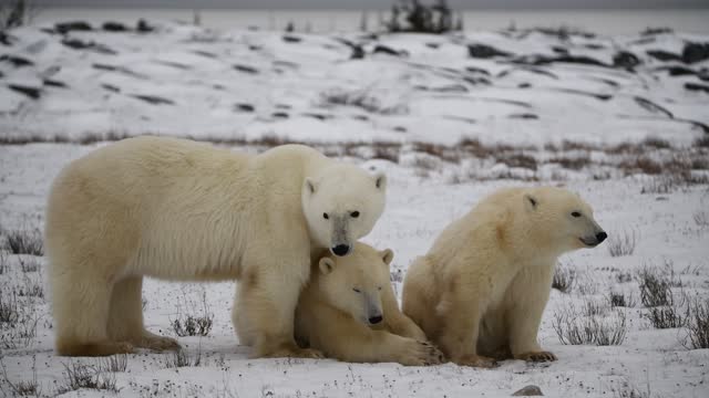Wild polar bears seen in Churchill, Canada during early winter