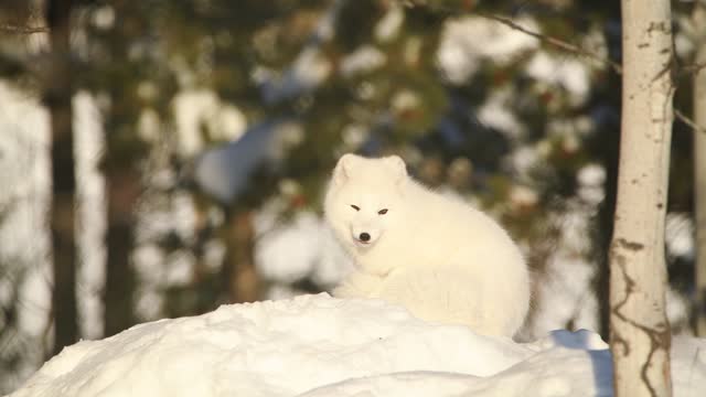 Wild fox seen in arctic Canada