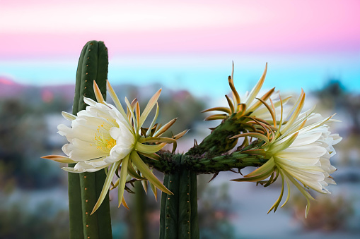 a blossomed huachuma cactus at a mountain | horizon | dawn