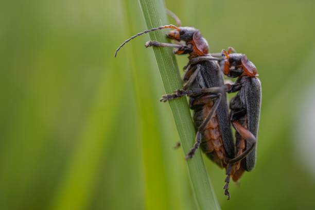 istock Two Cantharis fusca beetles engaging in mating on a grassy surface 1502523293