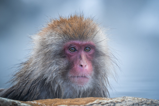 Japanese snow monkey in the hot spa, Japan