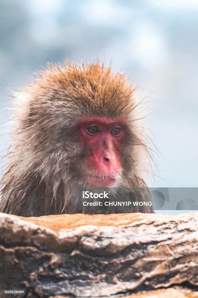 Japanese snow monkey in the hot spa, Japan Jigokudani - Nagano Stock Photo