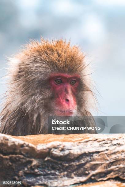 Japanese Snow Monkey In The Hot Spa Japan Stock Photo - Download Image Now - Jigokudani - Nagano, Public Park, Animal