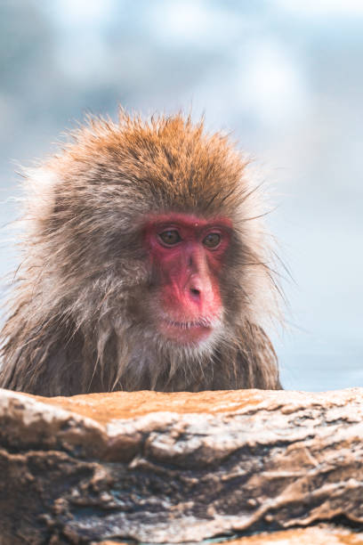 japanese snow monkey in the hot spa, japan - jigokudani imagens e fotografias de stock