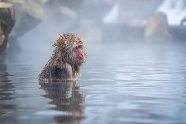 Japanese snow monkey in the hot spa, Japan