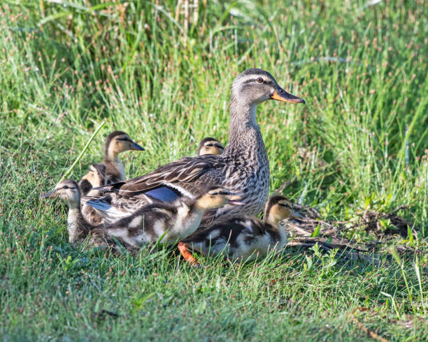 istock Mallard Hen with Brood 1502529758
