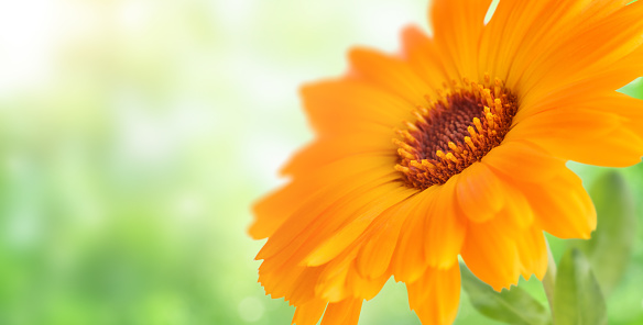 Calendula officinalis flower on green meadow background. Marigold medicinal plant, healing herb. Natural floral summer background with copy space