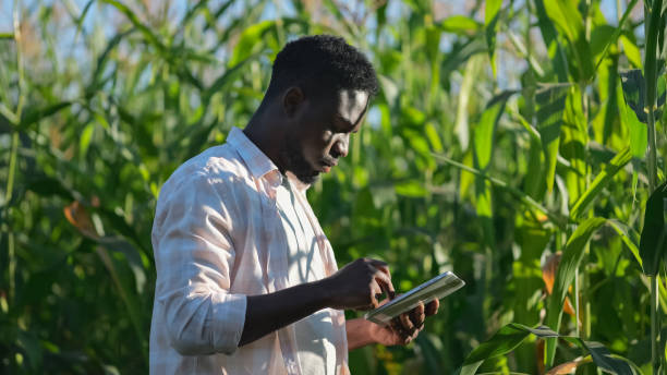istock African American farmer types info on tablet on corn field 1502530172