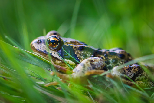 A grass frog sitting in the grass