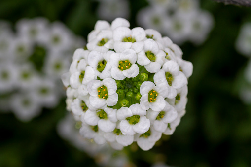 The alyssum flower or also known as Lobularia maritima used as an aid to pollination and pest control in crops