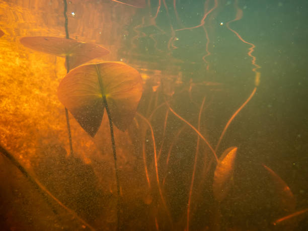 istock Underwater world in a small pond 1502537439