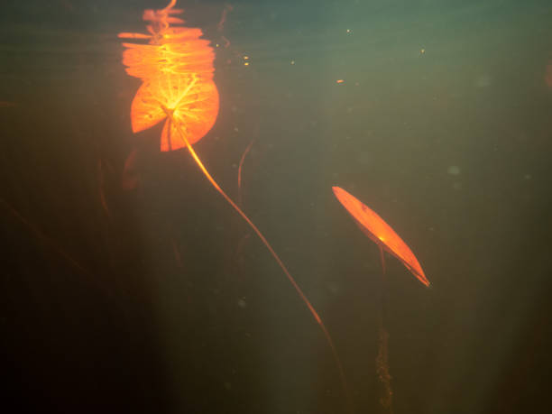istock Underwater world in a small pond 1502537561