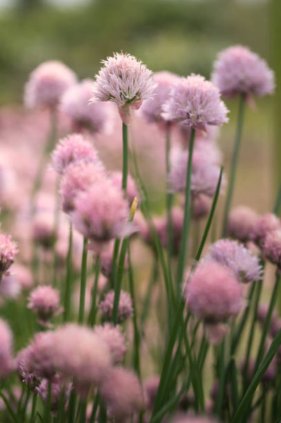 istock pink buds in the evening 1502537834