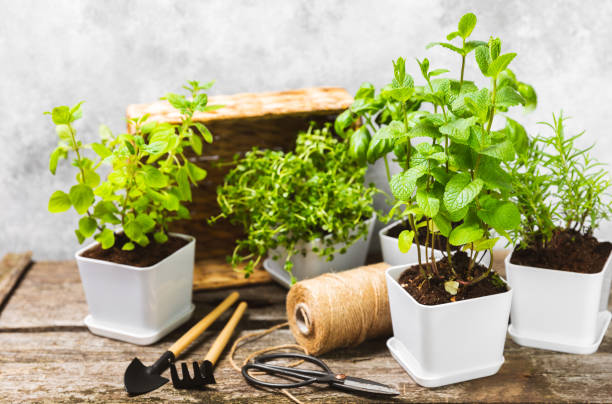 istock Pots with fresh aromatic herbs .Assorted fresh herbs growing in pots on a light background. Close-up. Rosemary, basil, mint, thyme and oregano. Mixed fresh aromatic herbs in a pot.Spicy herbs. 1502537882